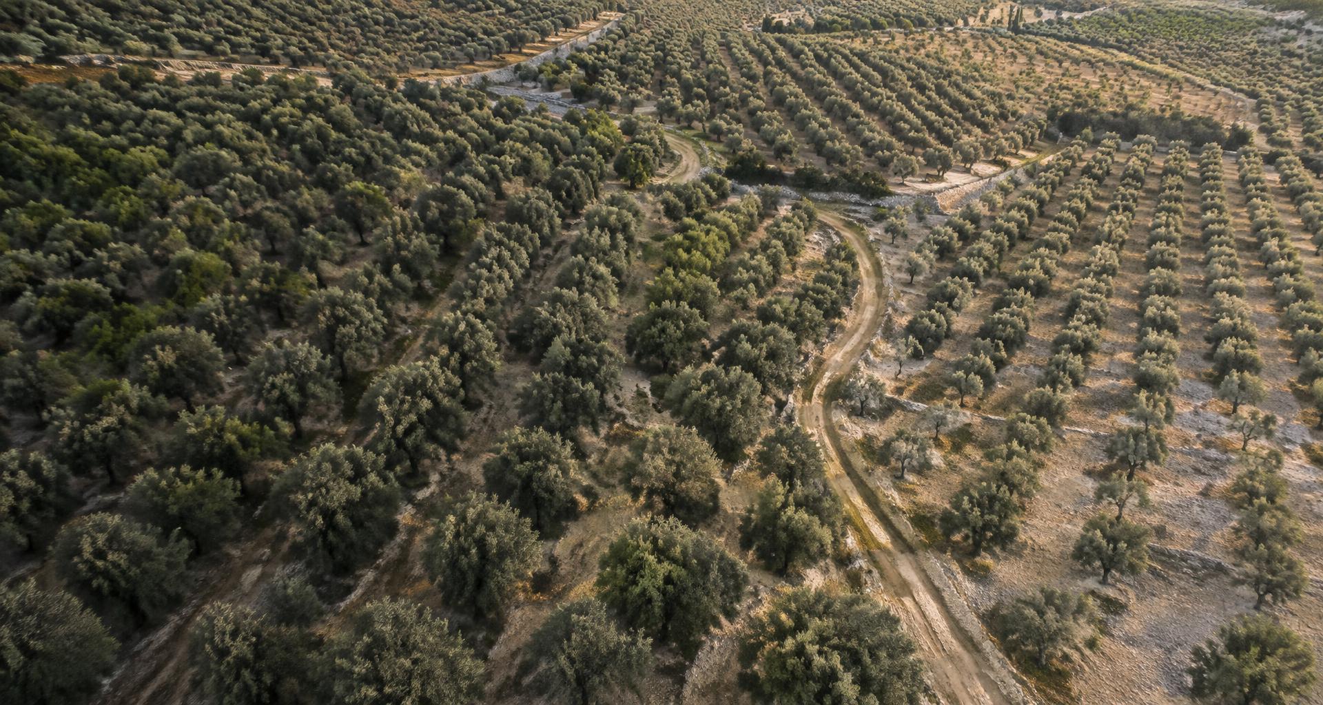 Aerial view of rows of olive trees across a Mediterranean grove